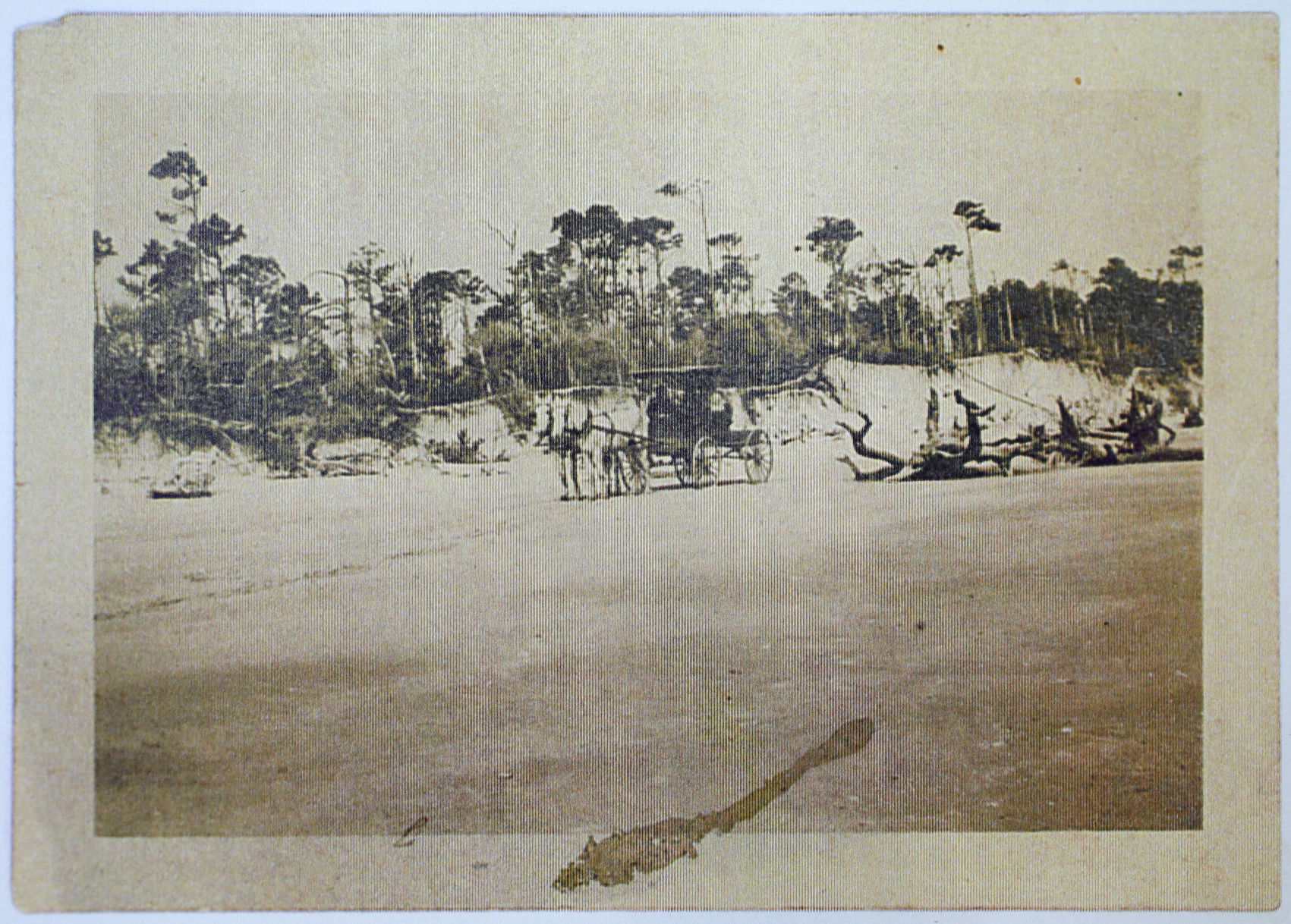 carriage beach Edingsville Edisto.jpg